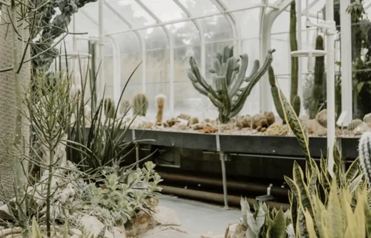 conservatory cactus plants